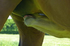 P1160821